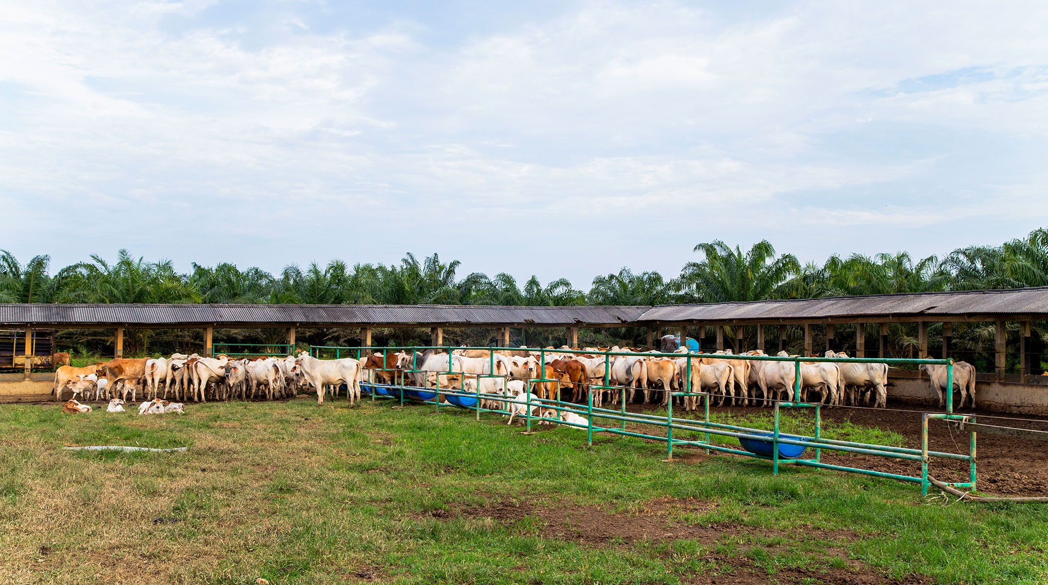 Cattle at PT KAL's facility in Central Kalimantan