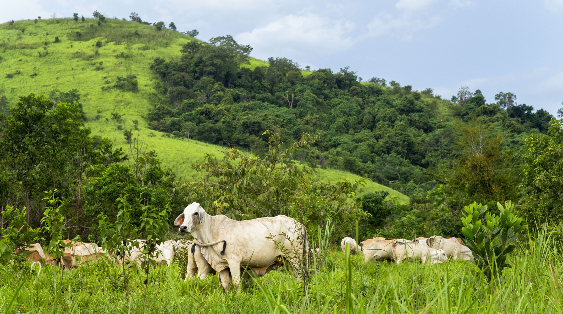 Cattle Grazing Open Pasture in PT CAP in South Kalimantan
