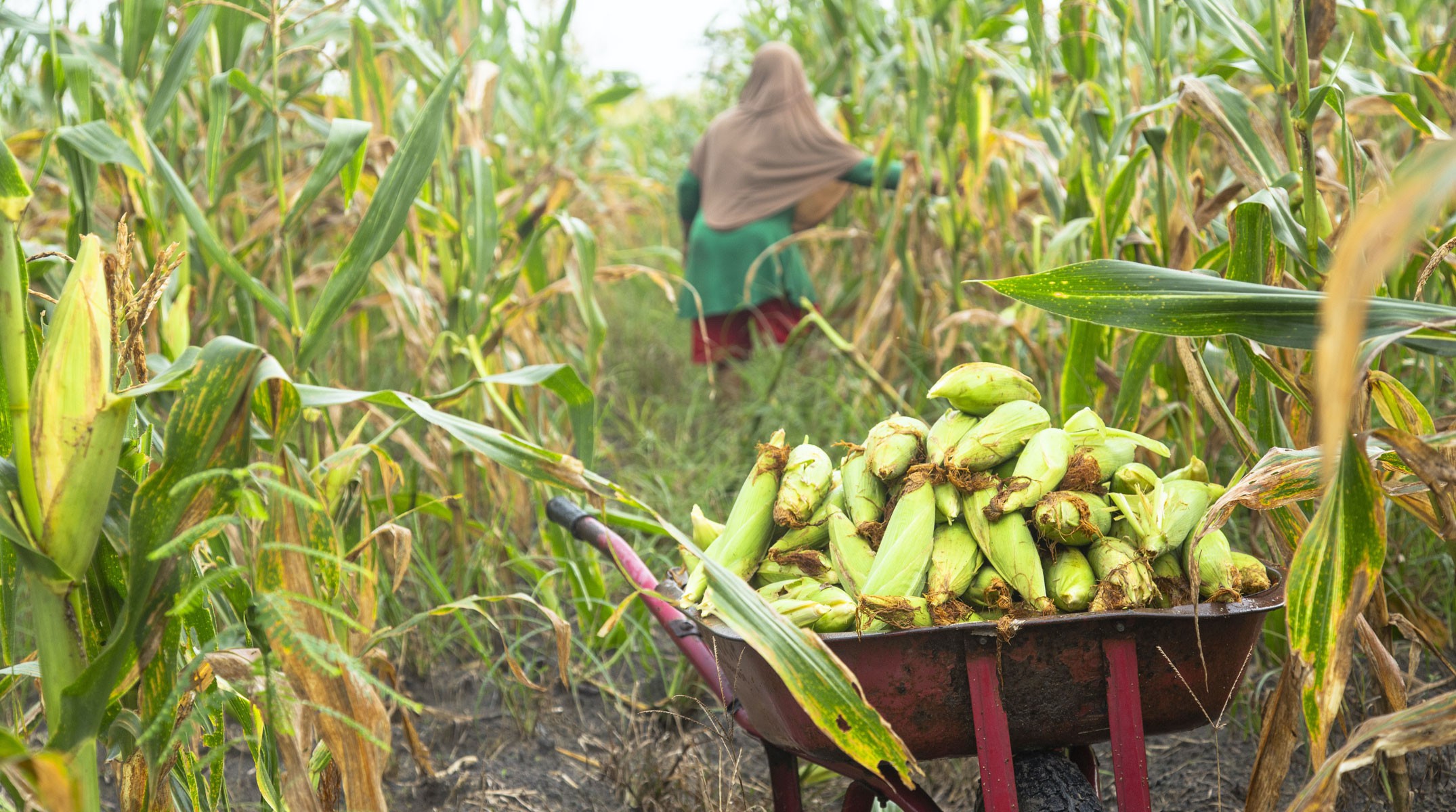 Corn Farmer who Collaborates with P4S Karya Mandiri in Central Kalimantan